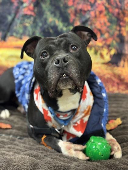 Shamu, a Adoptable Mixed Breed in Miamitown, OH image 2/3