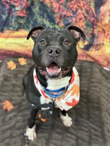 Shamu, Adoptable, Young Male Mixed Breed.
