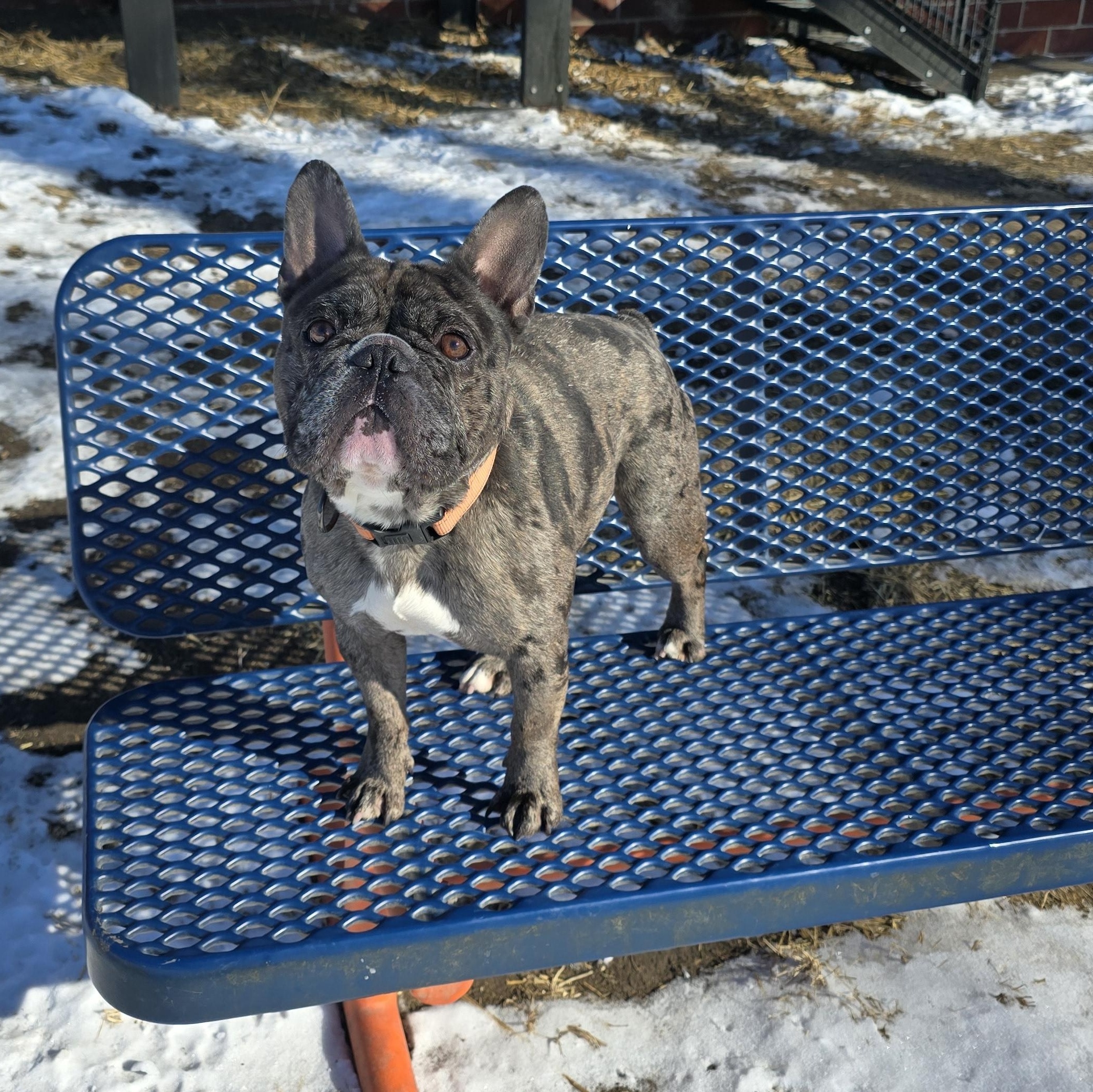 Enlarge Walter, an adopted French Bulldog in Des Moines, IA image 3/5