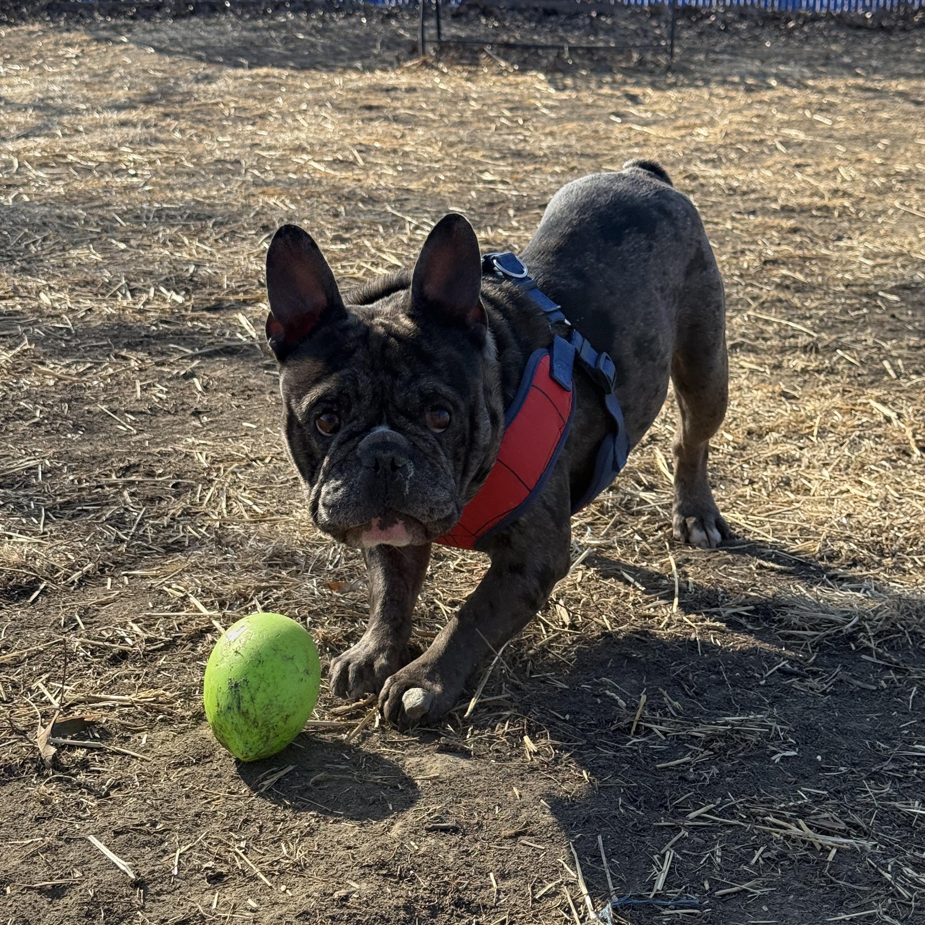 Enlarge Walter, an adopted French Bulldog in Des Moines, IA image 2/5