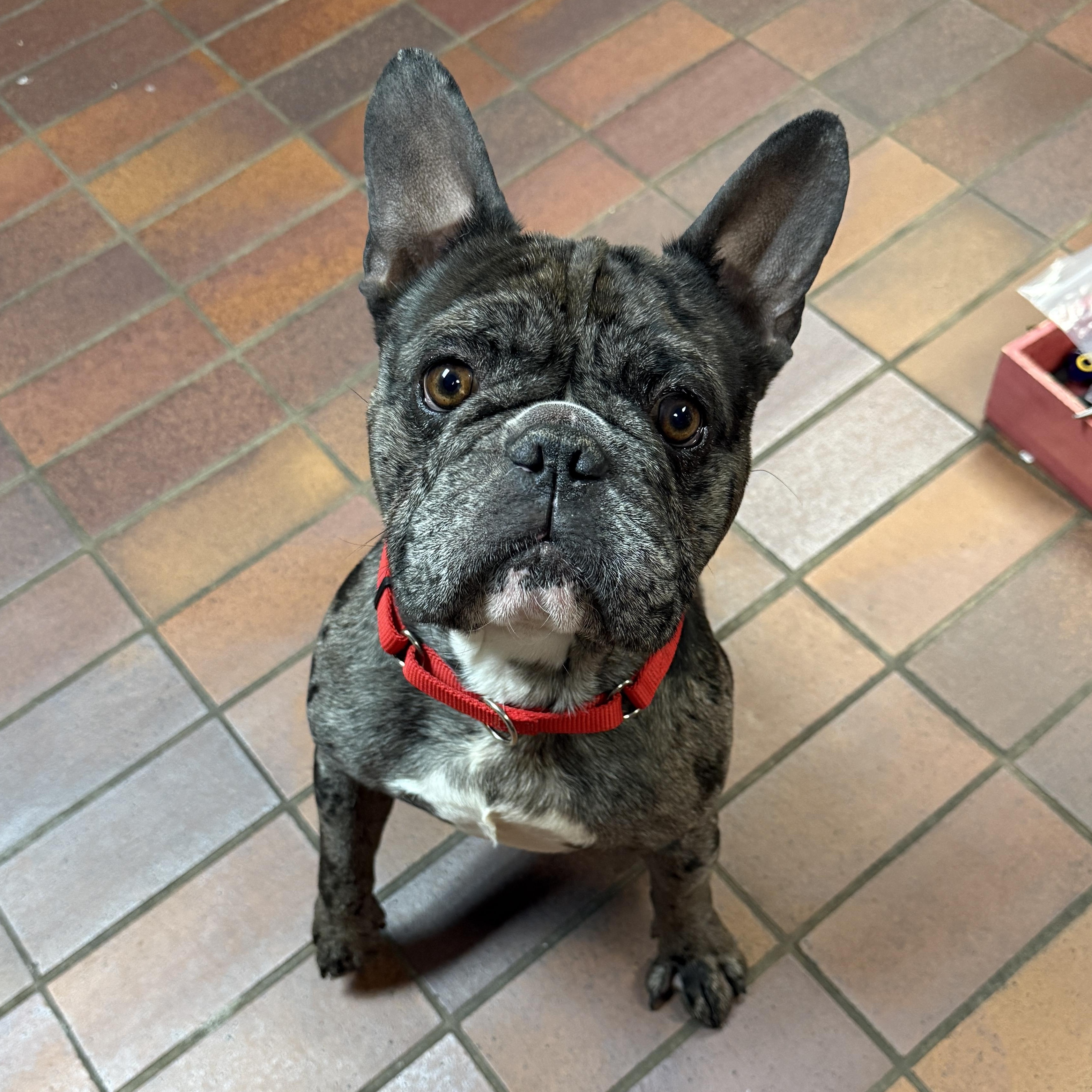 Enlarge Walter, an adopted French Bulldog in Des Moines, IA image 1/5