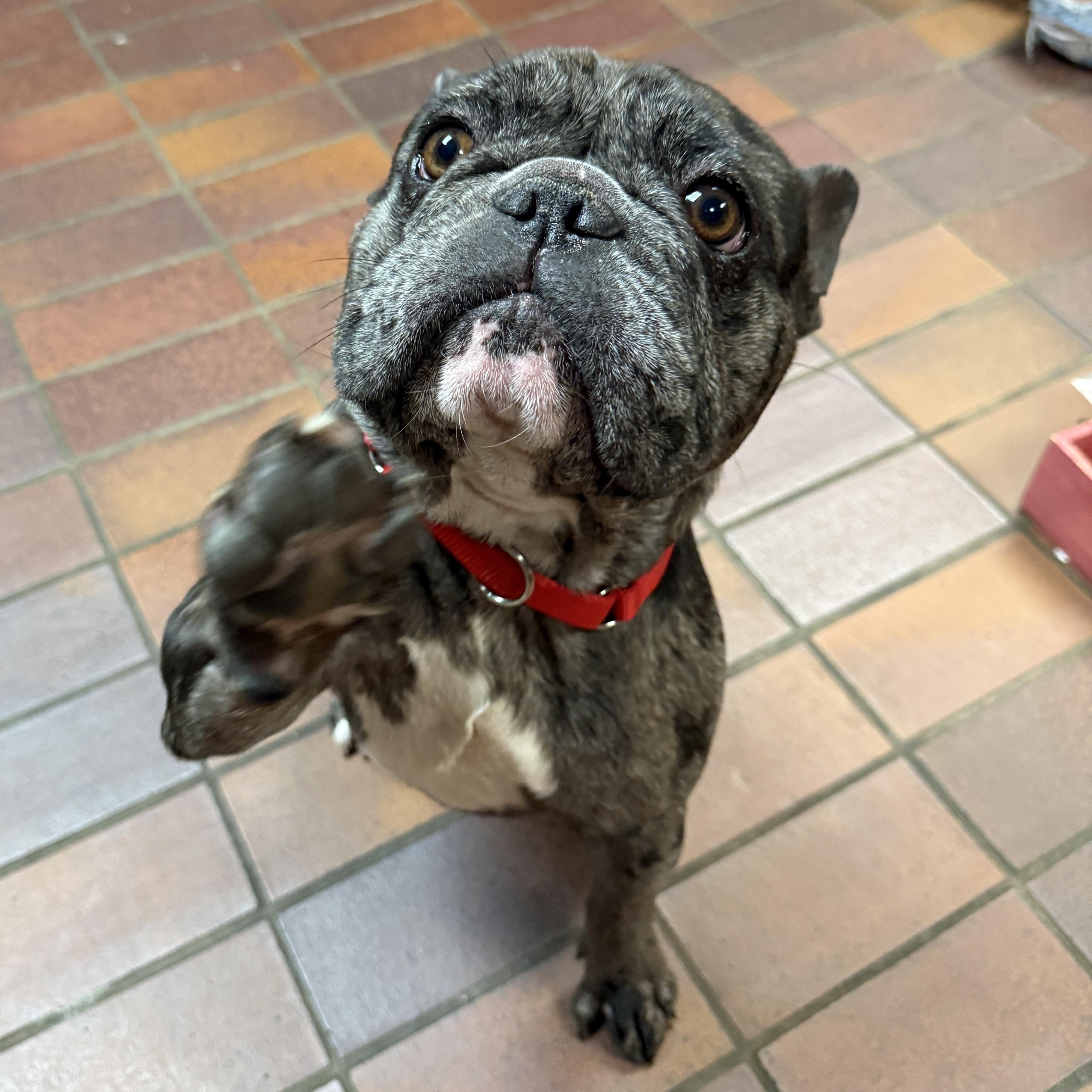 Enlarge Walter, an adopted French Bulldog in Des Moines, IA image 5/5