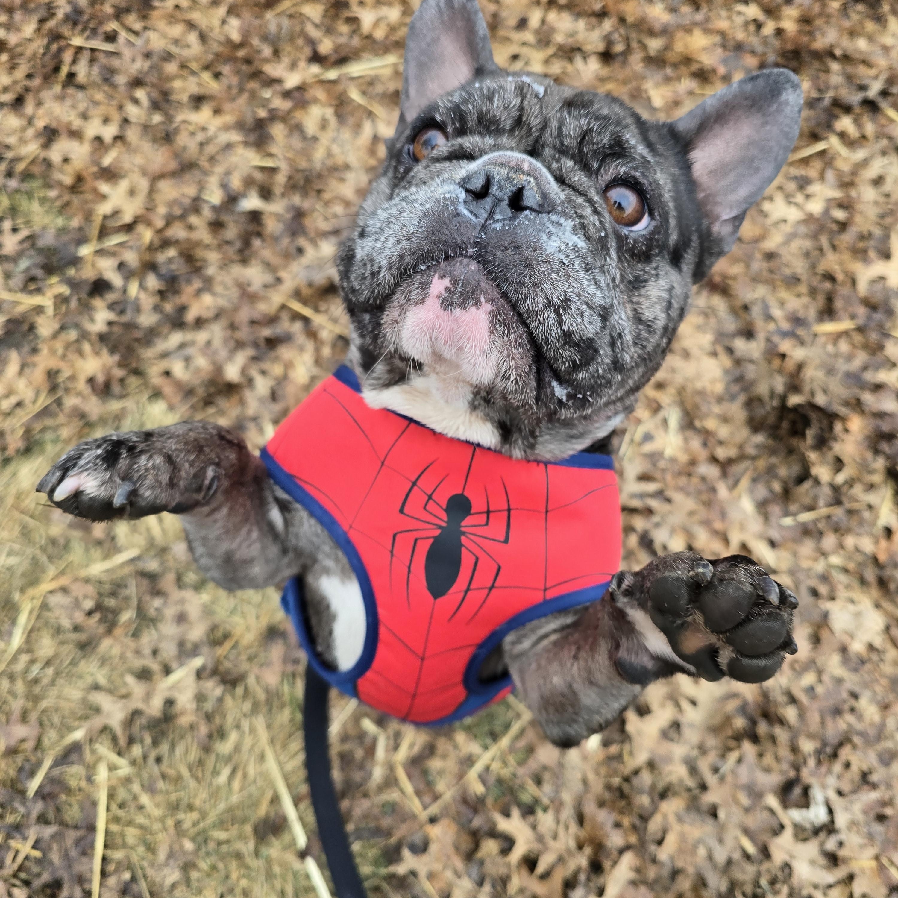 Enlarge Walter, an adopted French Bulldog in Des Moines, IA image 4/5
