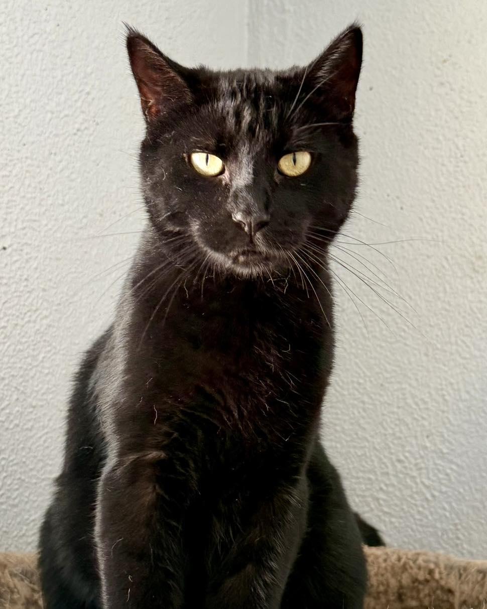 Leland, Adoptable, Adult Male Domestic Short Hair.