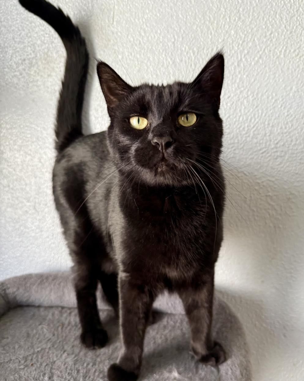 Leland, a Adoptable Domestic Short Hair in Shreveport, LA image 2/2