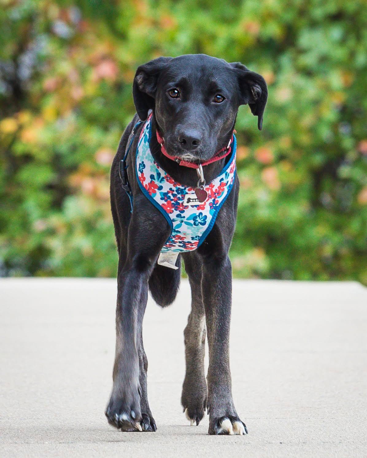 Marie Curie, a Adoptable Labrador Retriever in Newport, KY image 3/3