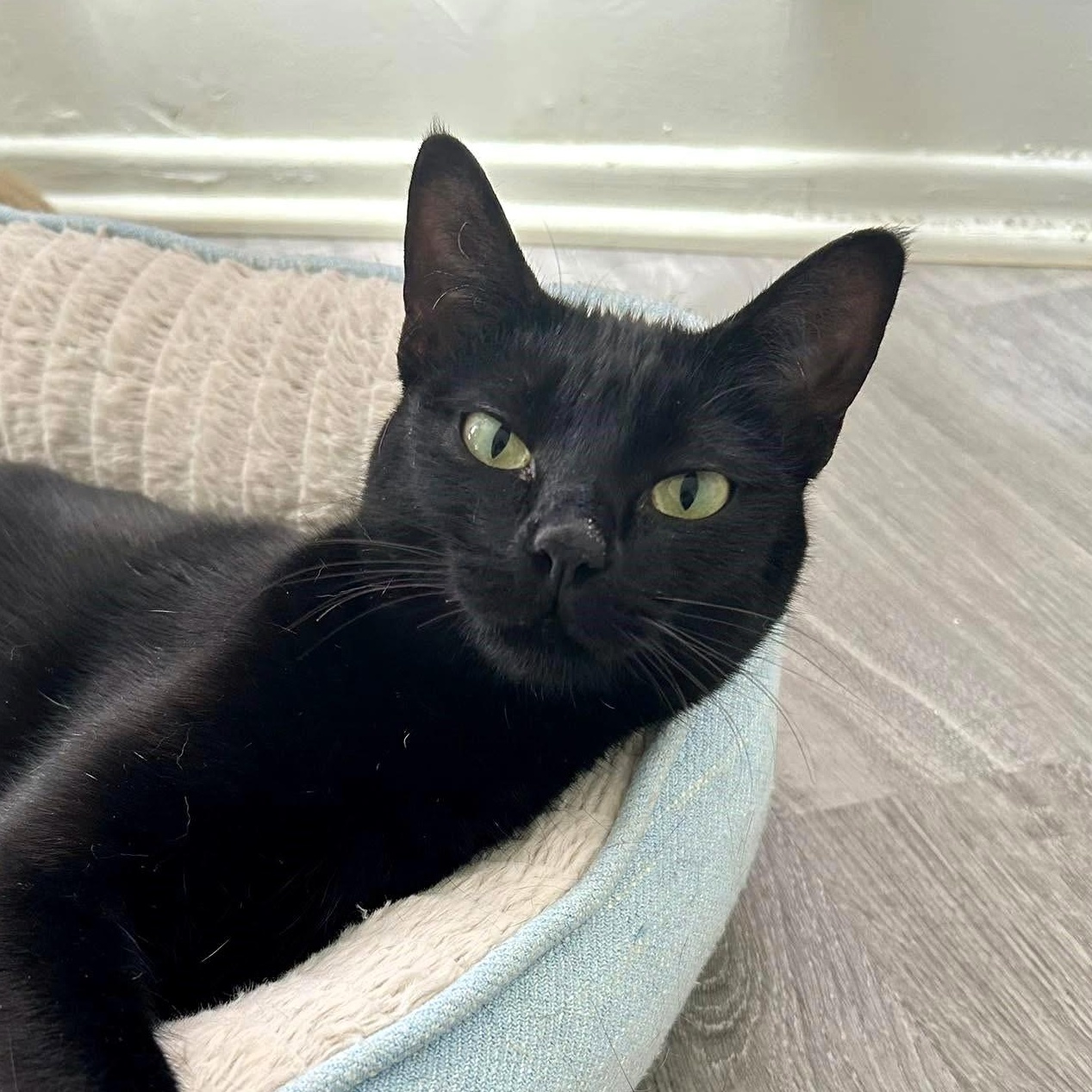 GELATINA, Young Female Domestic Short Hair