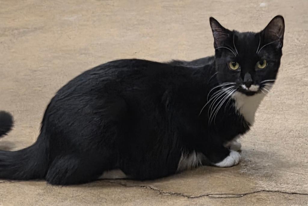 Carmen, Adoptable, Kitten Female Domestic Short Hair.