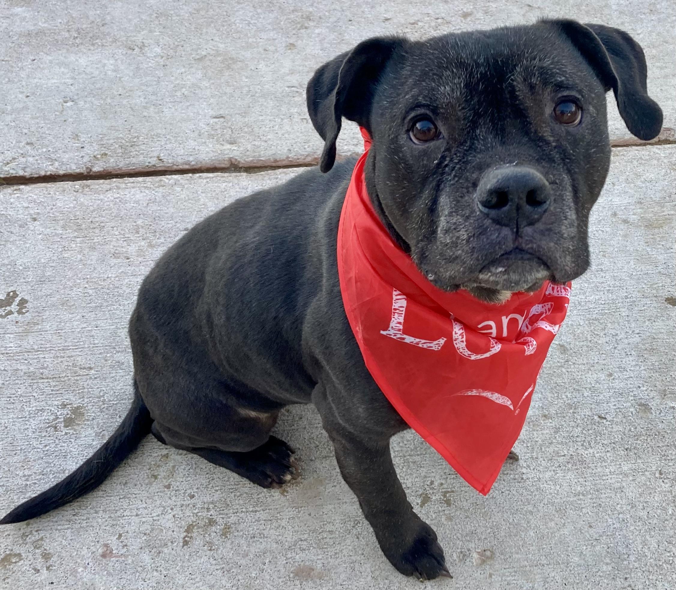 Naheli, a Adoptable mixed breed in Sandusky, MI image 2/6