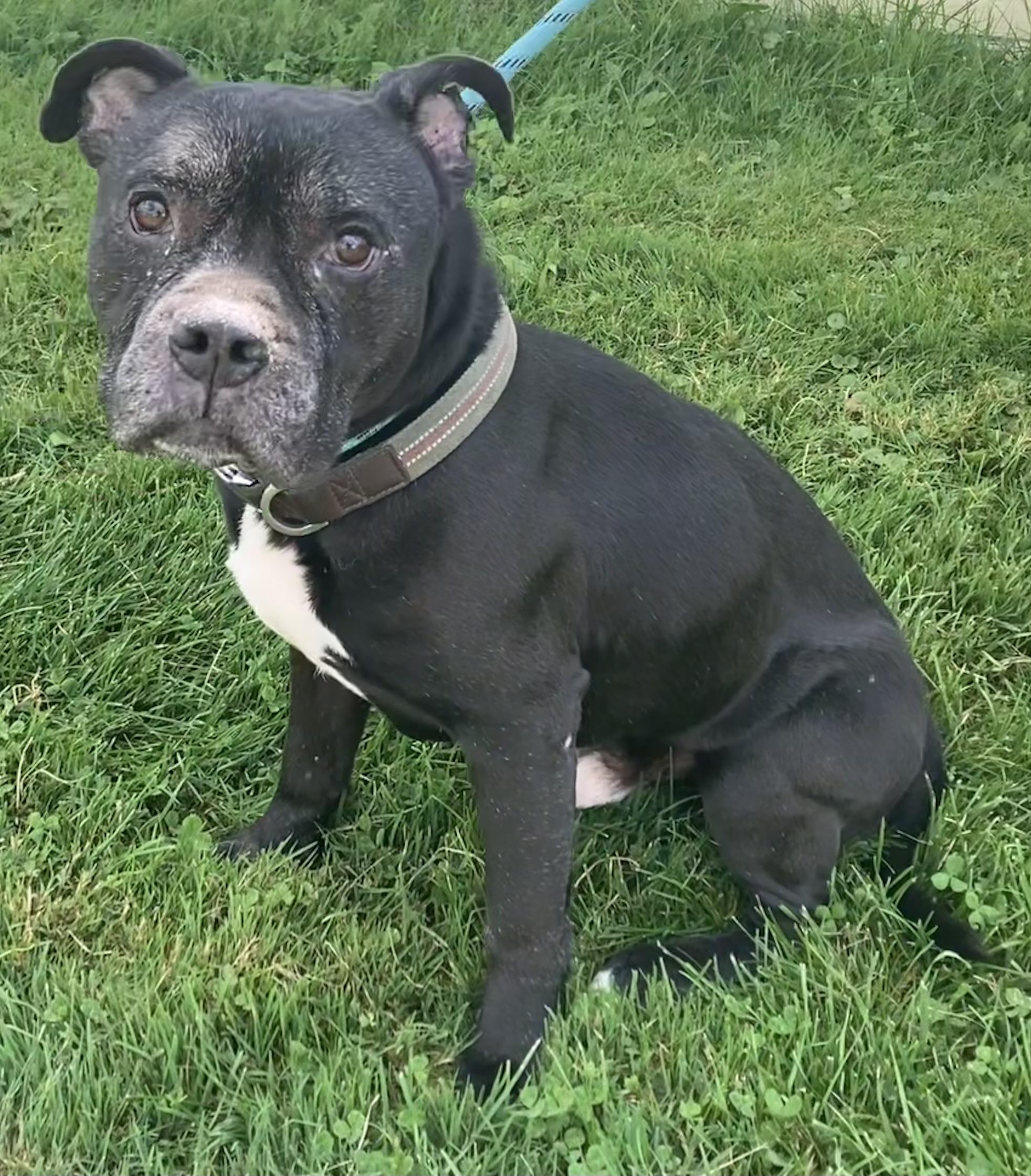 Naheli, a Adoptable mixed breed in Sandusky, MI image 3/6