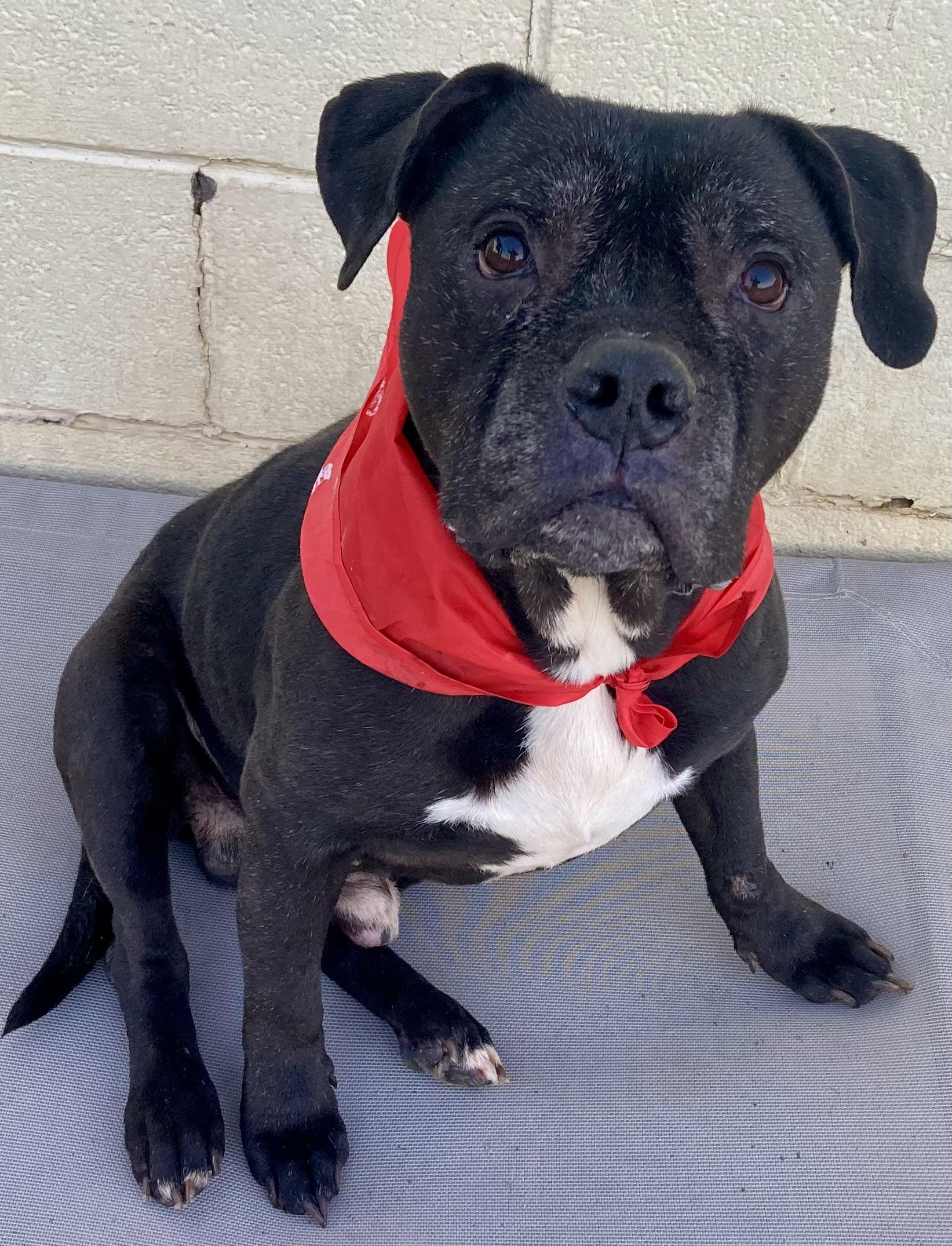 Naheli, a Adoptable mixed breed in Sandusky, MI image 4/6