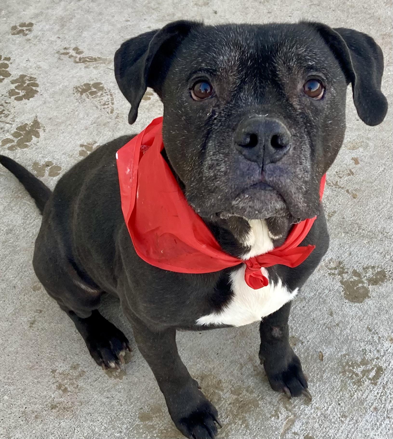 Naheli, Adoptable, Adult Male Pit Bull Terrier & Beagle.