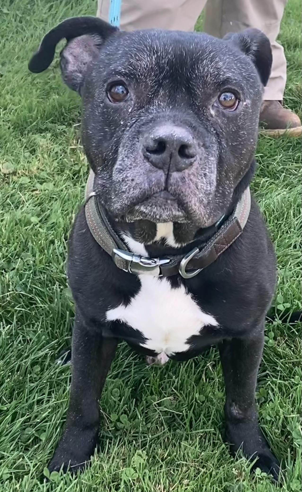 Naheli, a Adoptable mixed breed in Sandusky, MI image 5/6