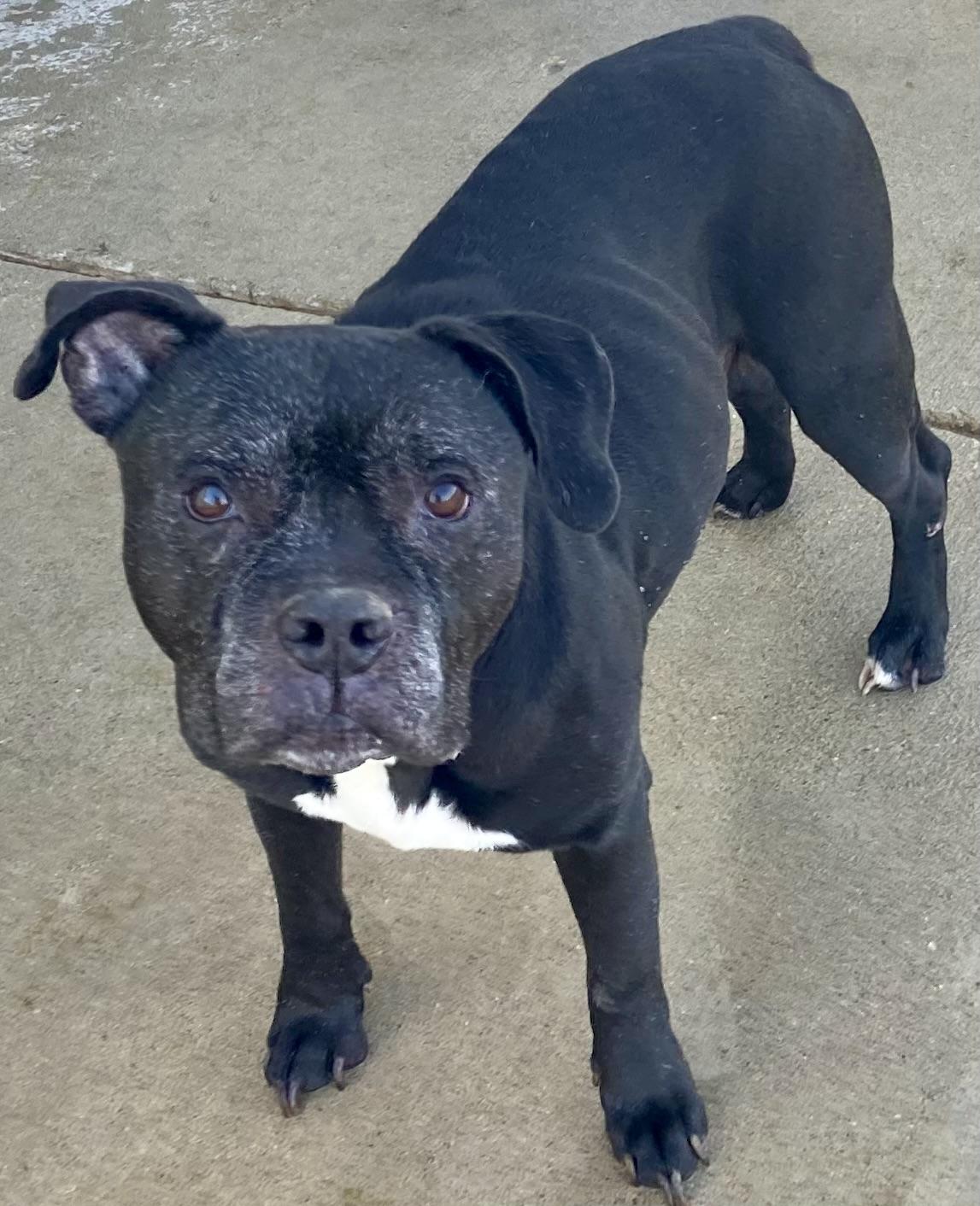 Naheli, a Adoptable mixed breed in Sandusky, MI image 6/6