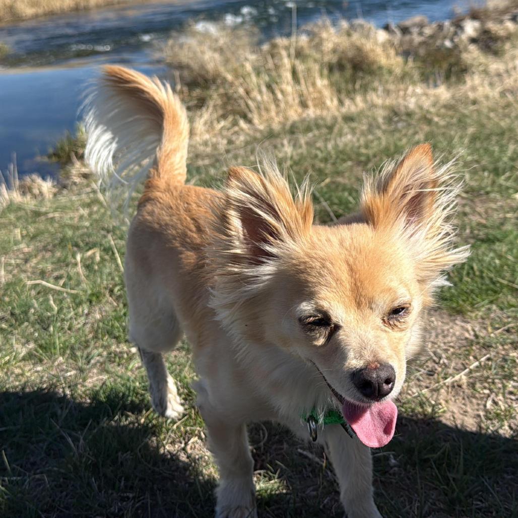 Reggie, Adoptable, Adult Male Mixed Breed.