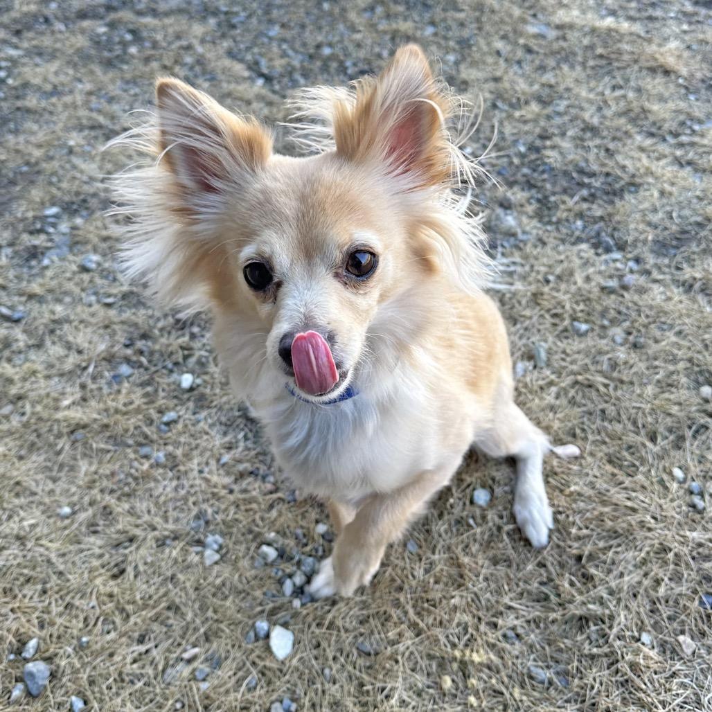 Enlarge Reggie, a Adoptable Mixed Breed in Hailey, ID image 1/5