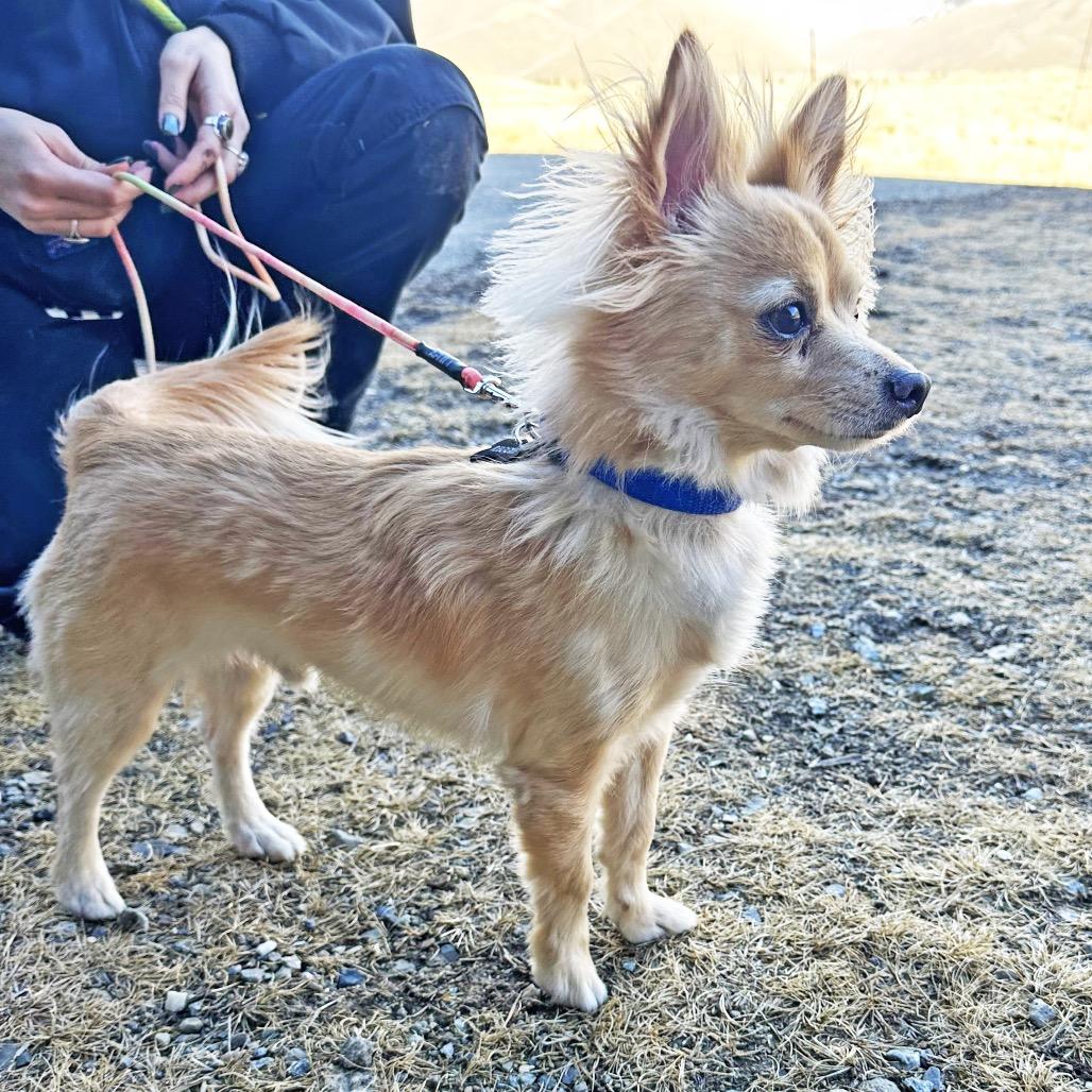 Enlarge Reggie, a Adoptable Mixed Breed in Hailey, ID image 2/5