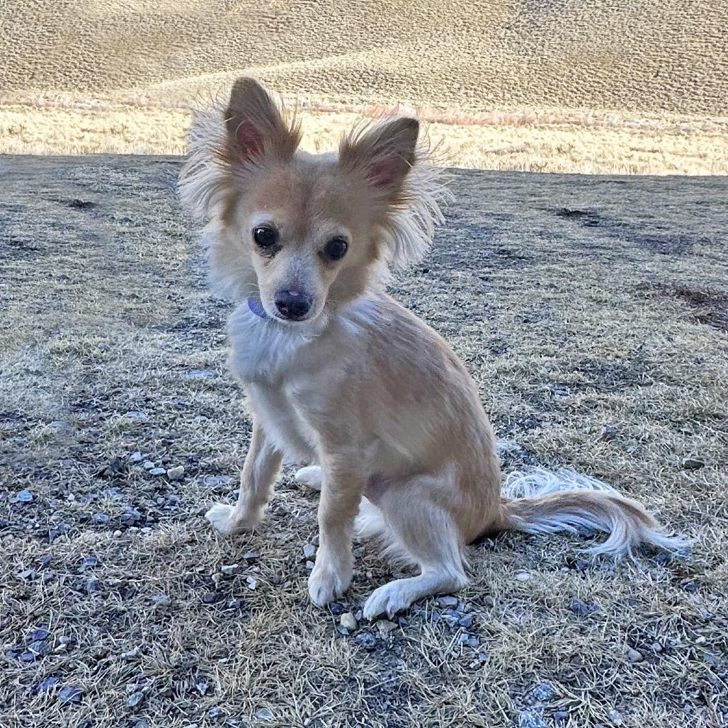 Enlarge Reggie, a Adoptable Mixed Breed in Hailey, ID image 3/5