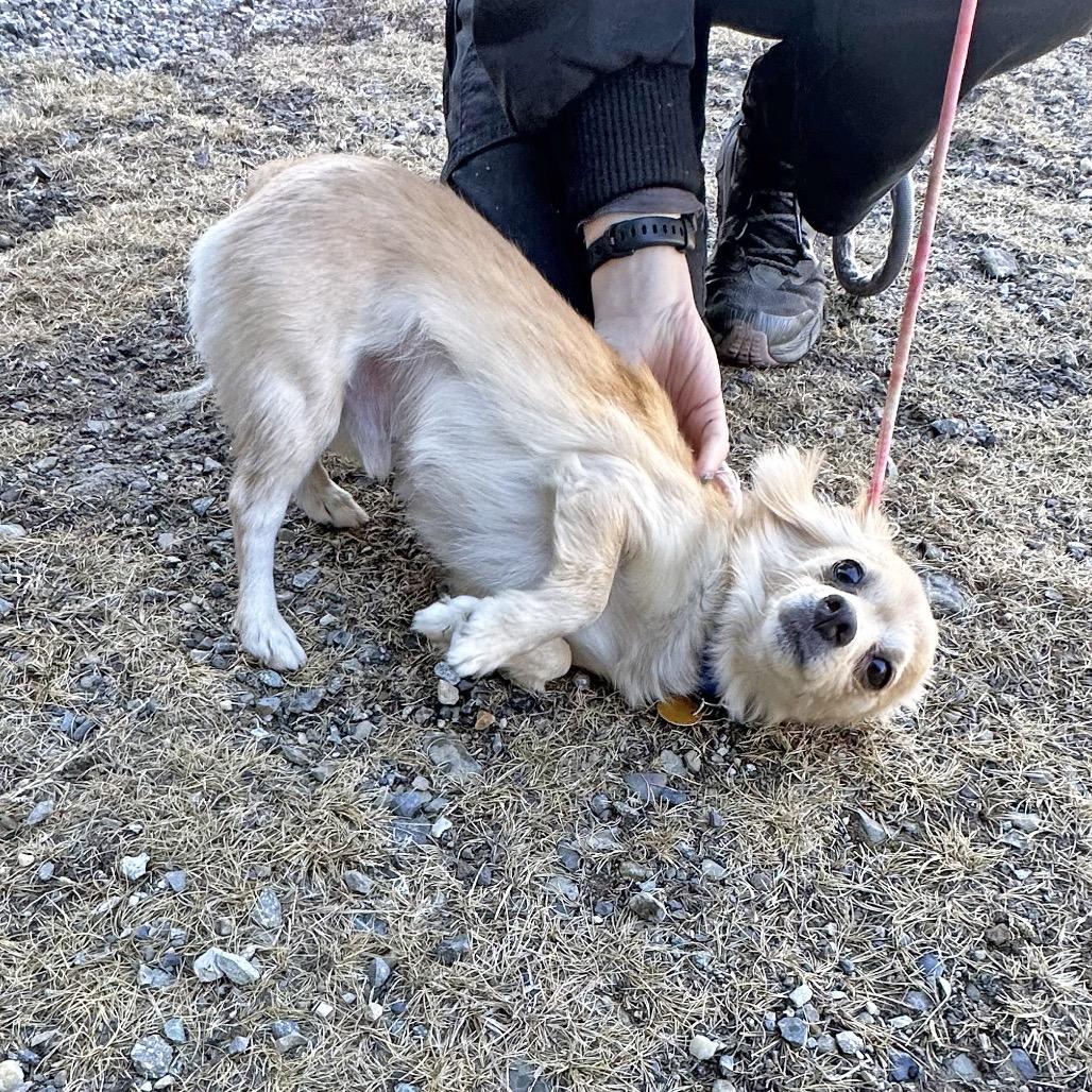 Enlarge Reggie, a Adoptable Mixed Breed in Hailey, ID image 4/5