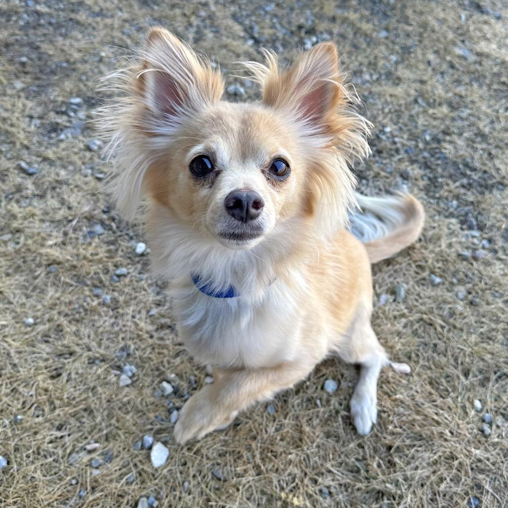 Enlarge Reggie, a Adoptable Mixed Breed in Hailey, ID image 5/5