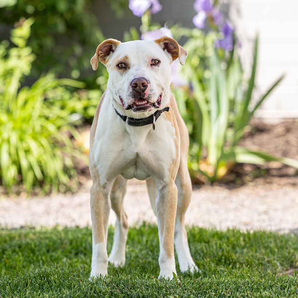 Tito, Adoptable, Adult Male Labrador Retriever & Mixed Breed.
