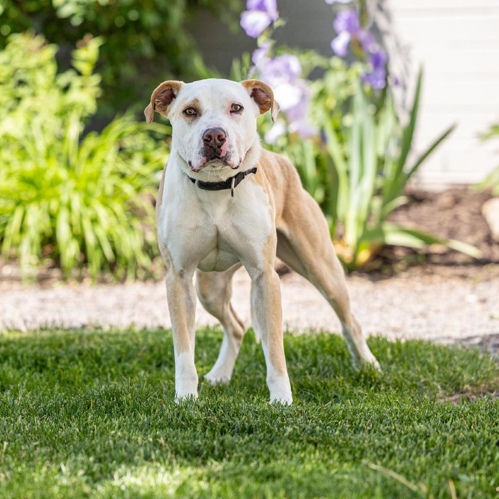 Enlarge Tito, a Adoptable mixed breed in Council Bluffs, IA image 2/3