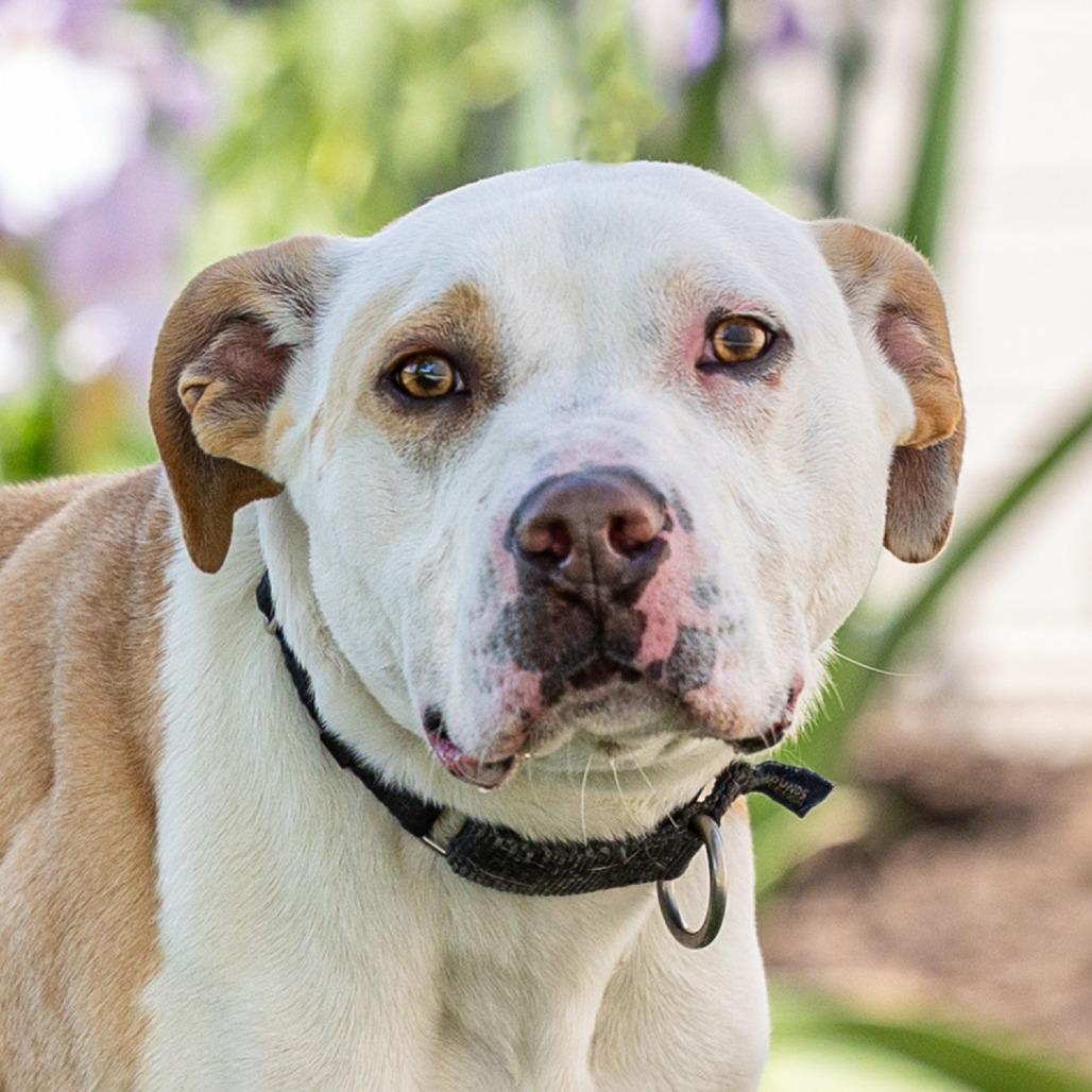 Enlarge Tito, a Adoptable mixed breed in Council Bluffs, IA image 3/3