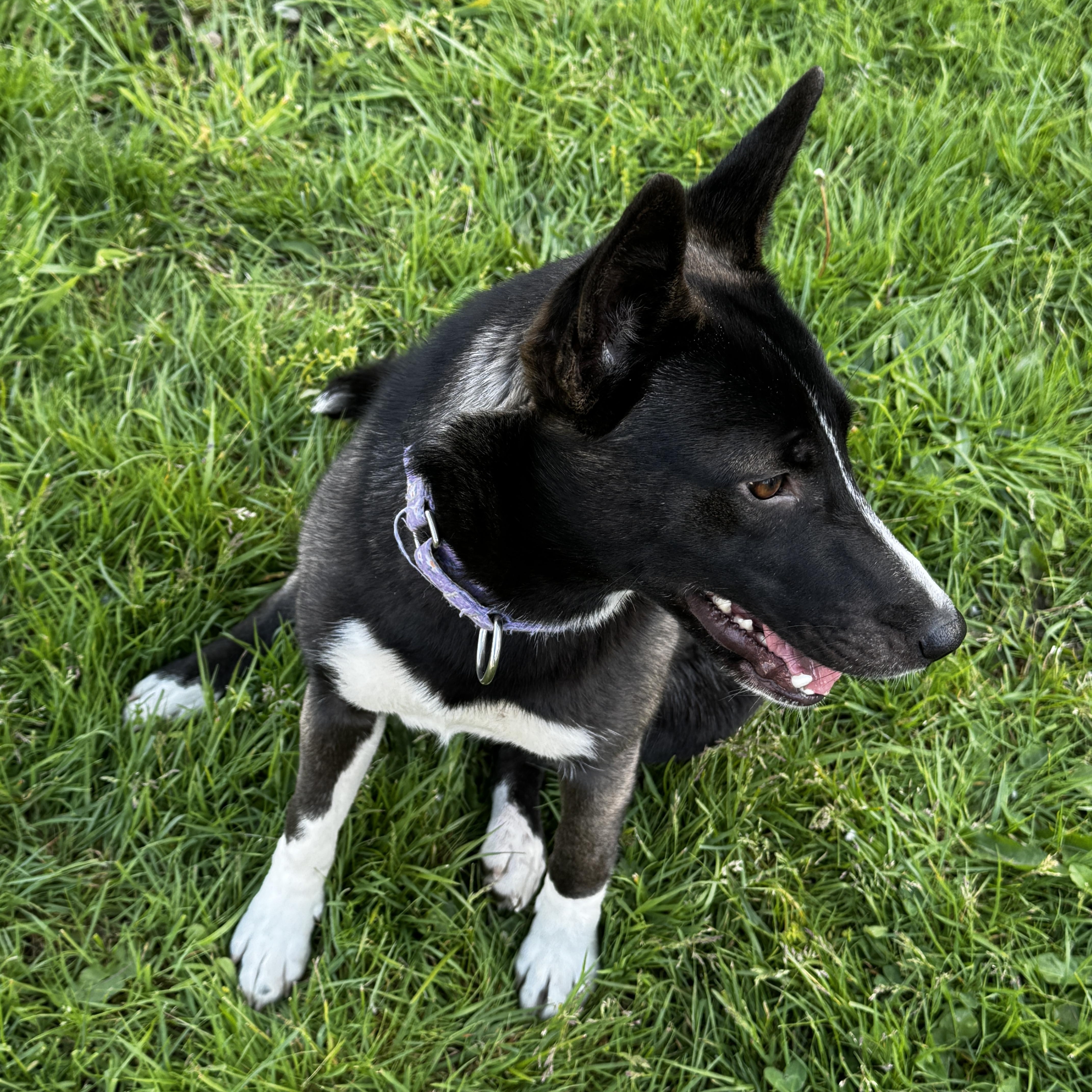 Zara, a ADOPTABLE mixed breed in Ferndale, WA image 4/6