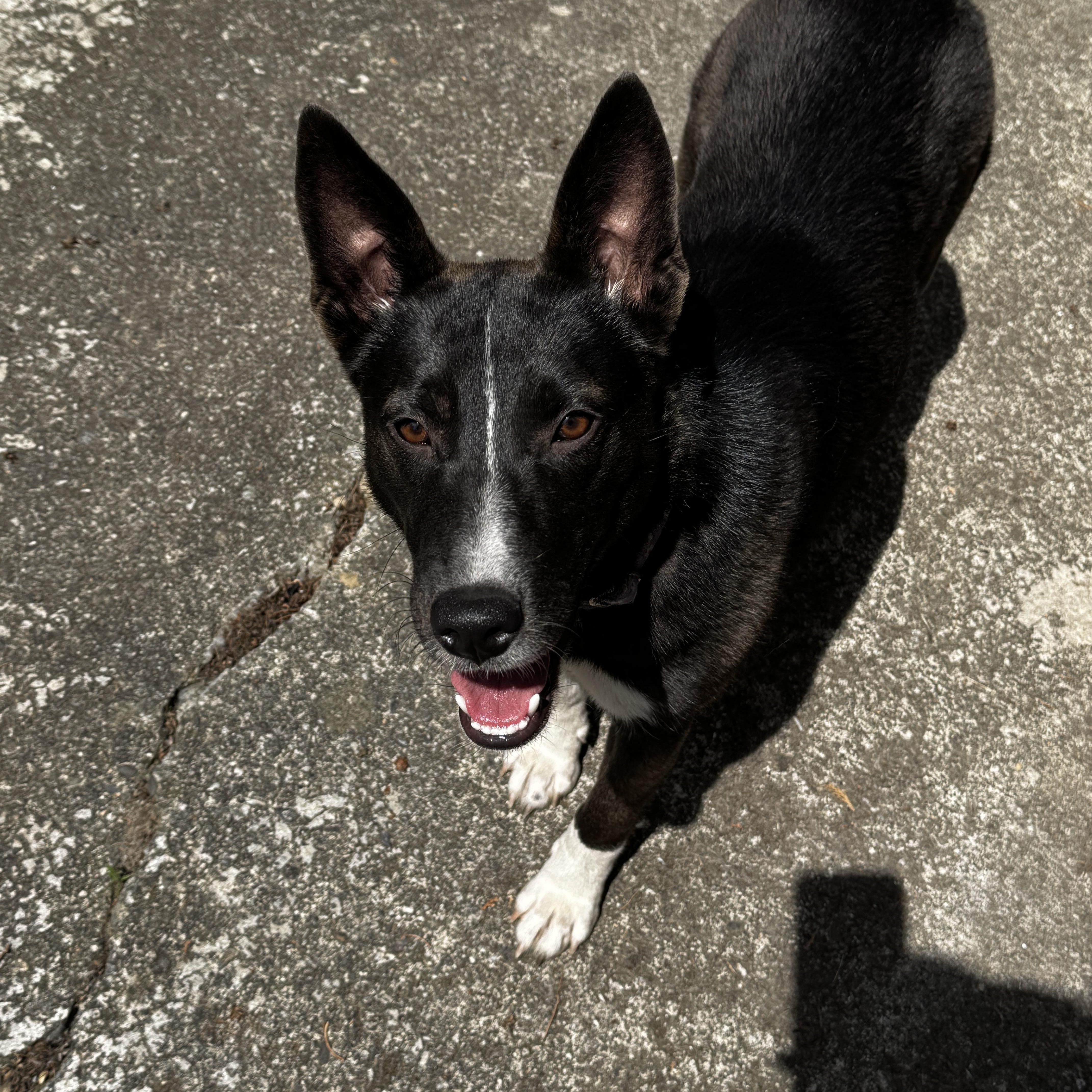 Zara, a ADOPTABLE mixed breed in Ferndale, WA image 6/6