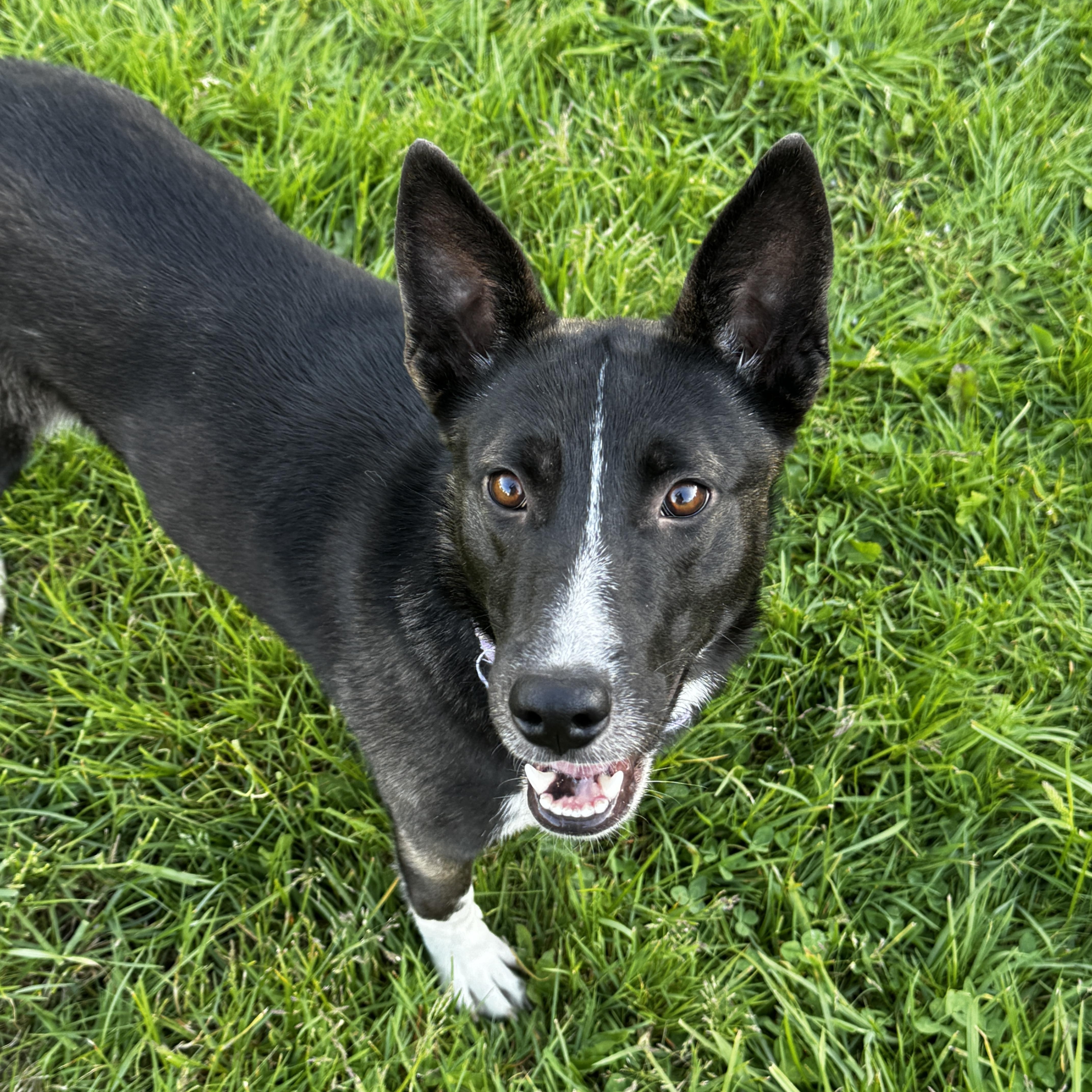 Zara, a ADOPTABLE mixed breed in Ferndale, WA image 2/6