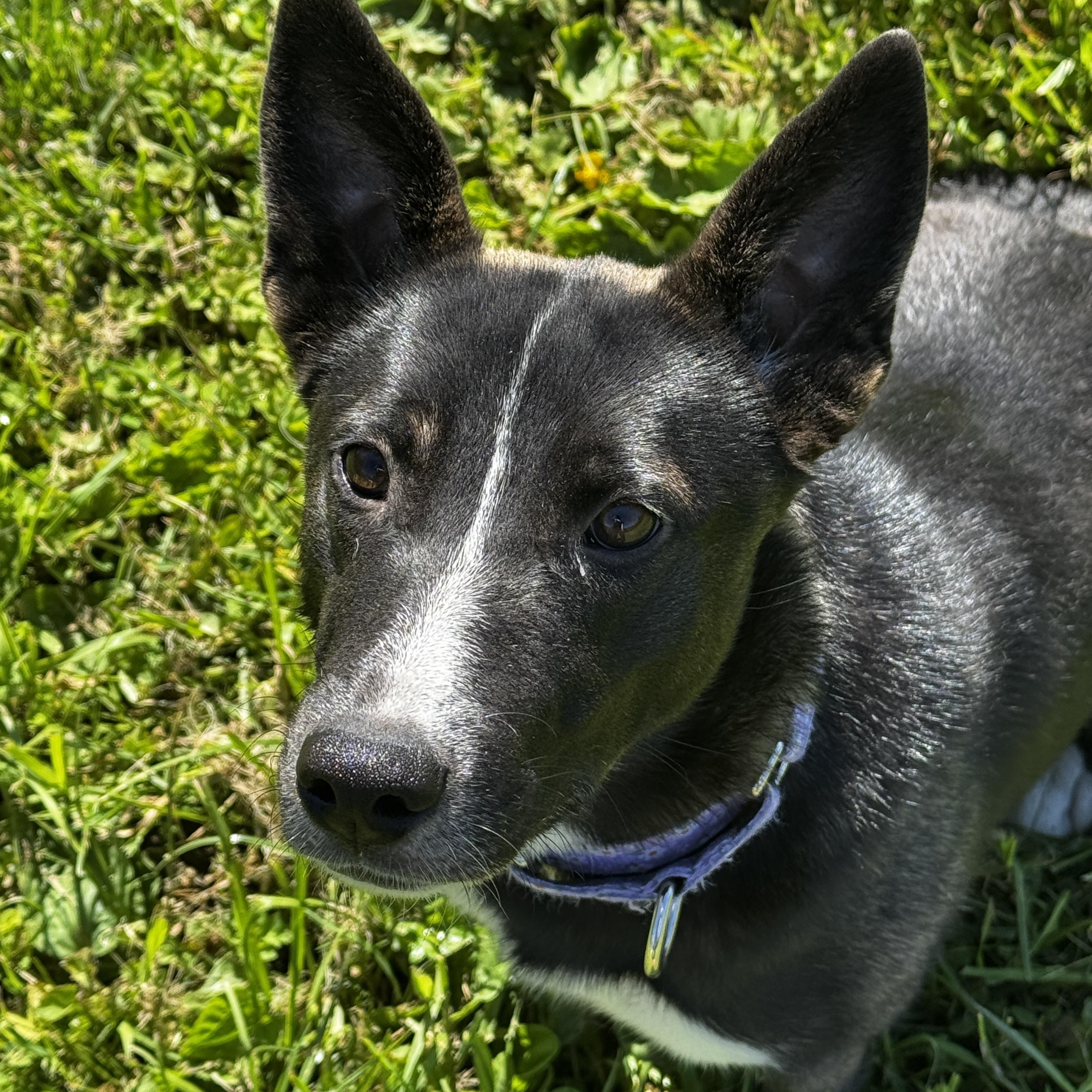 Zara, ADOPTABLE, Young Female Shepherd.