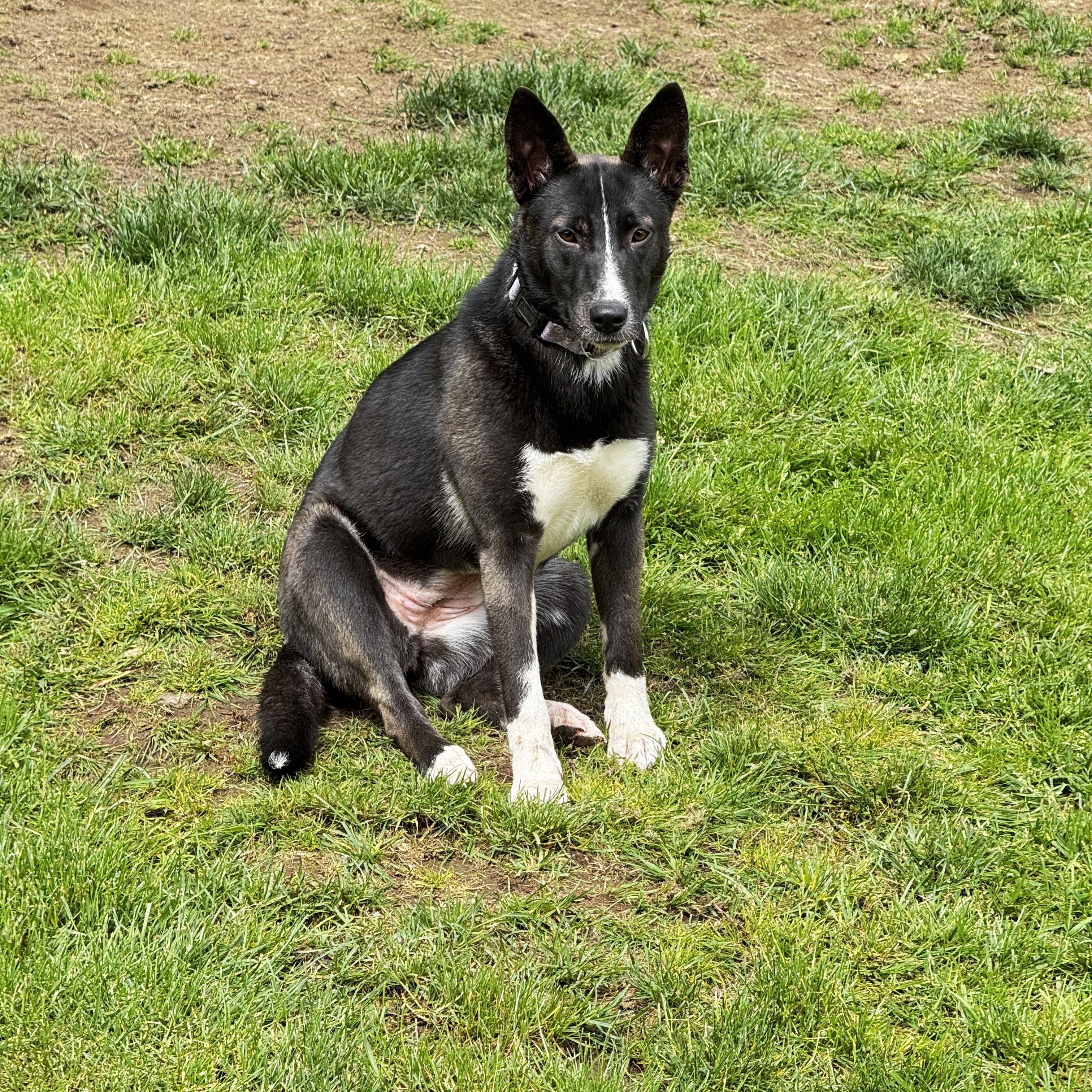 Zara, a ADOPTABLE mixed breed in Ferndale, WA image 5/6
