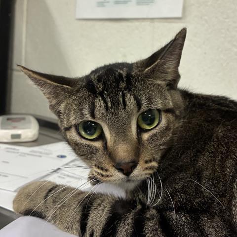 TINA, Adoptable, Young Female Domestic Short Hair.