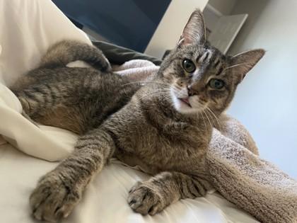 Lily, Adoptable, Adult Female Domestic Short Hair & Domestic Short Hair.