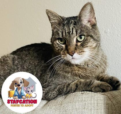 Enlarge Lily, a Adoptable mixed breed in Phoenix, AZ image 2/3