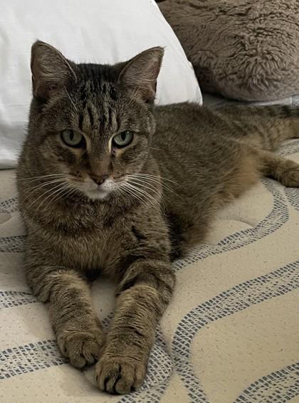 Enlarge Lily, a Adoptable mixed breed in Phoenix, AZ image 3/3