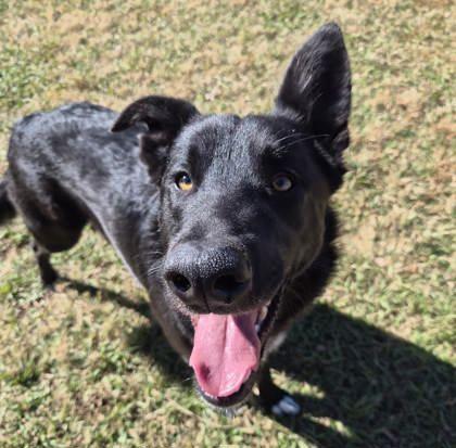 Jack, Adoptable, Young Male Shepherd & Mixed Breed.
