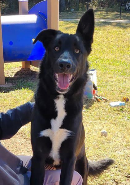 Enlarge Jack, a Adoptable mixed breed in LaGrange, GA image 2/2