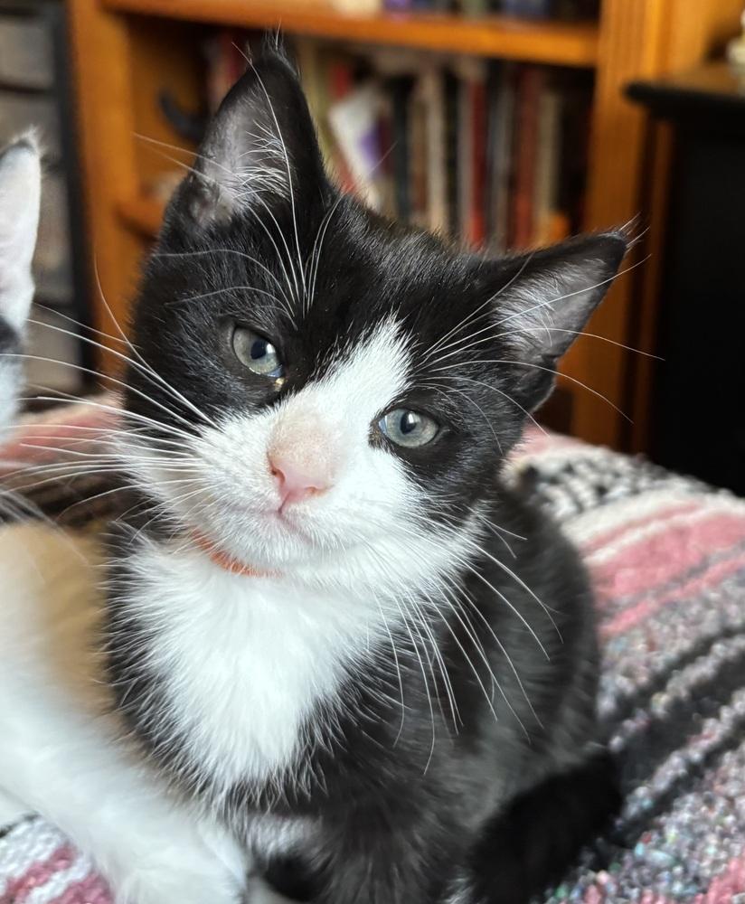 Enlarge Jess, a Adoptable Domestic Short Hair in Springdale, PA image 2/2