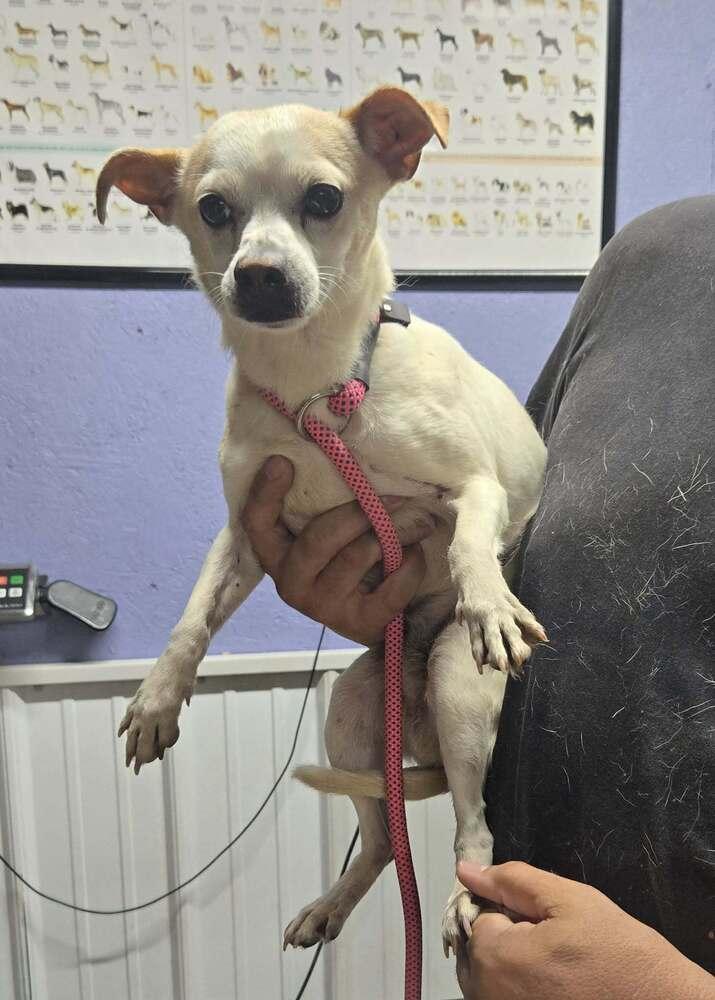 Chuck, Adoptable, Adult Male Chihuahua.