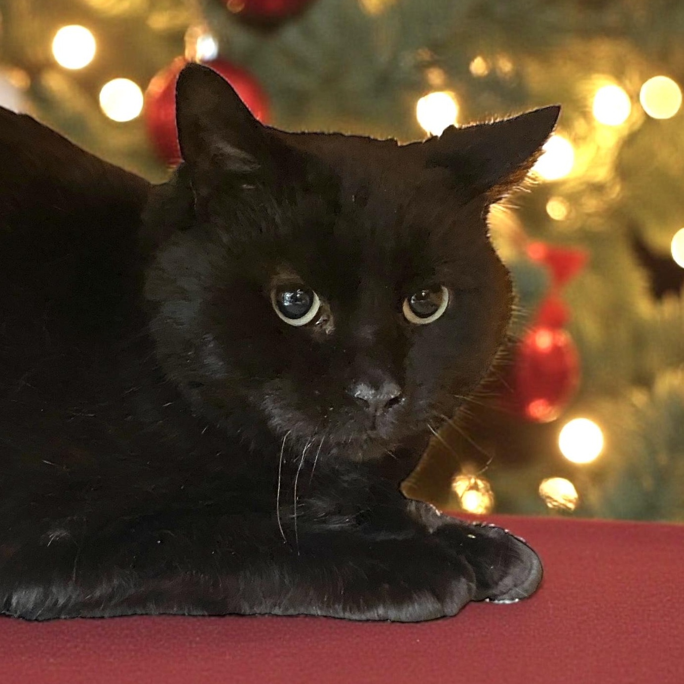 Enlarge Rhubarb, a Adoptable Domestic Short Hair in Elyria, OH image 2/2