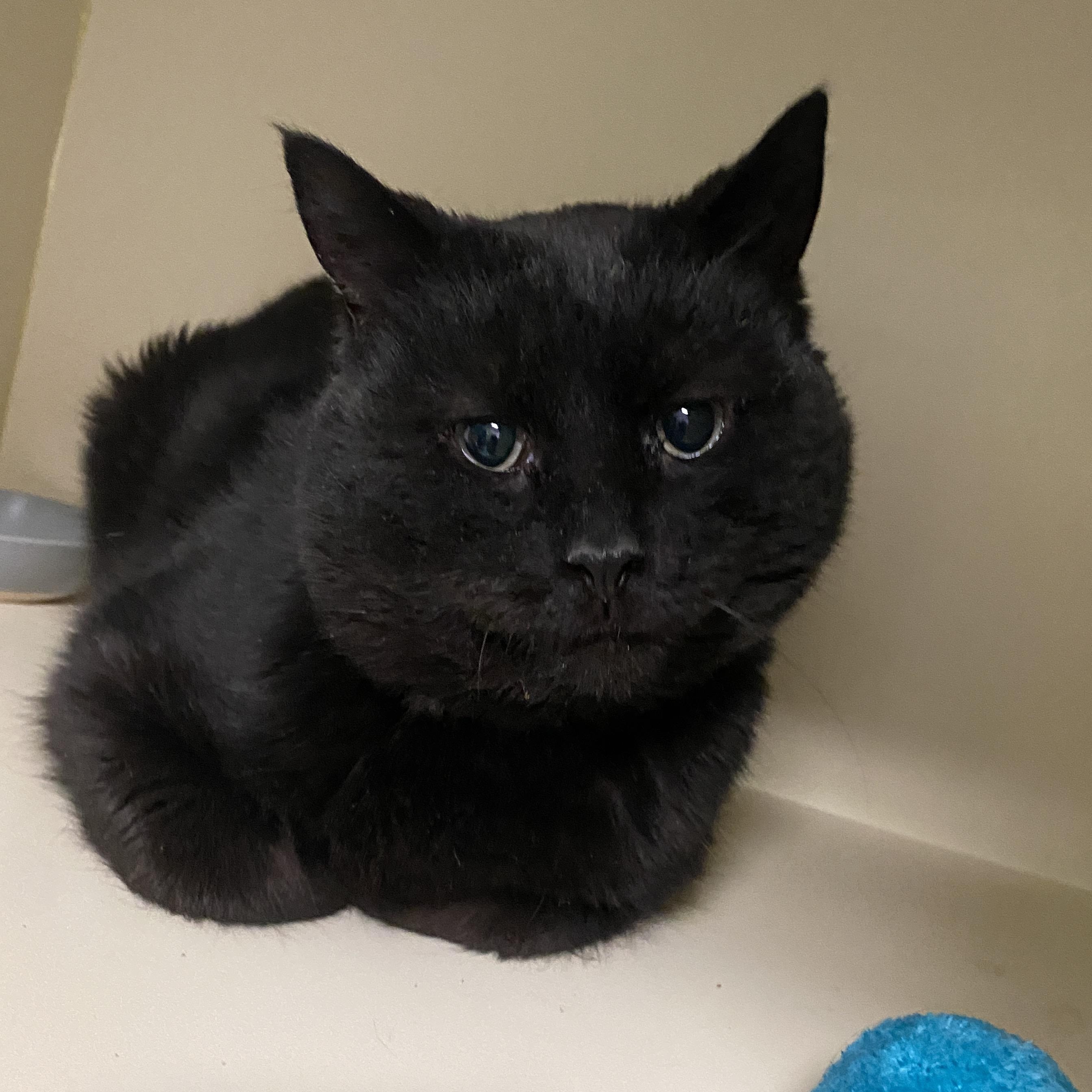 Enlarge Rhubarb, a other Domestic Short Hair in Elyria, OH image 1/3