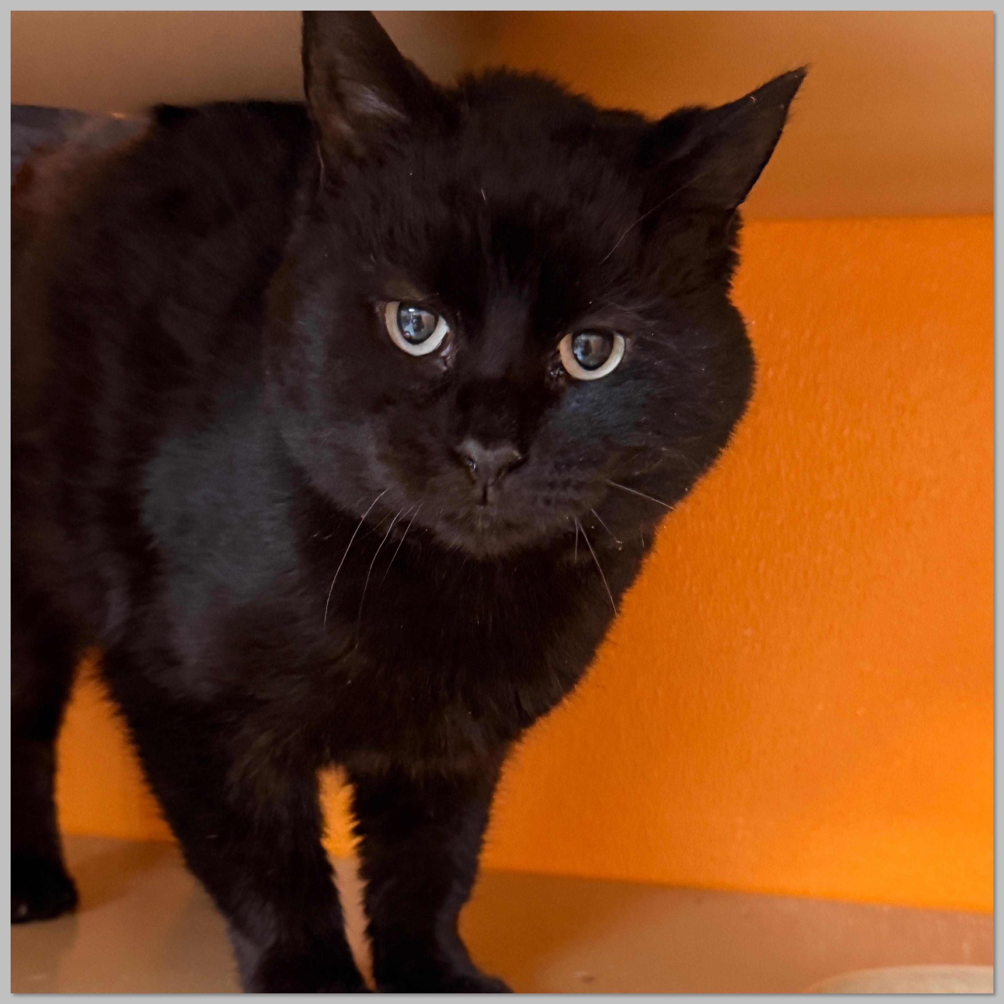 Rhubarb, Adoptable, Senior Male Domestic Short Hair.