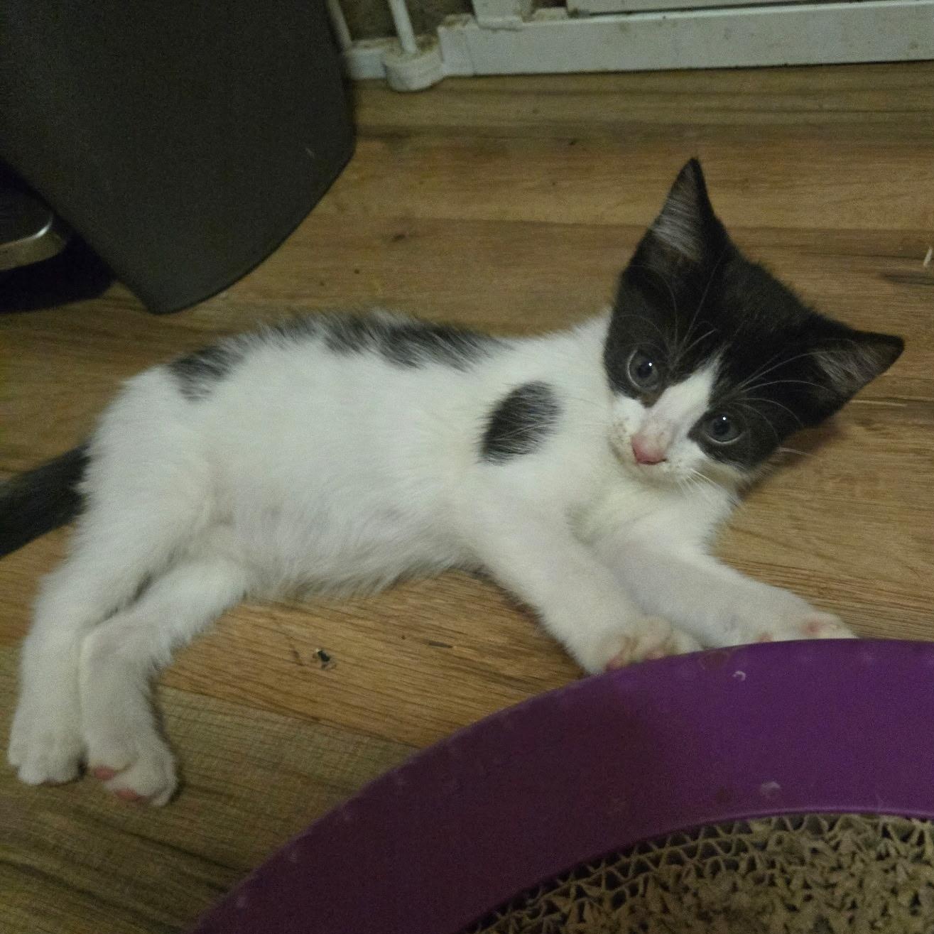 Enlarge Fern, a Adoptable Domestic Short Hair in Tampa, FL image 2/4