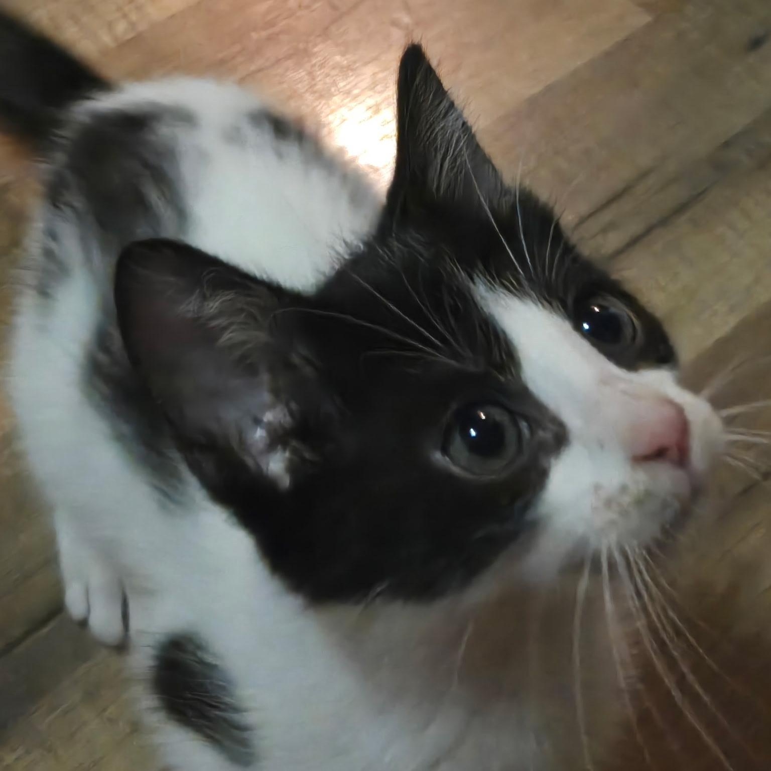 Enlarge Fern, a Adoptable Domestic Short Hair in Tampa, FL image 1/4