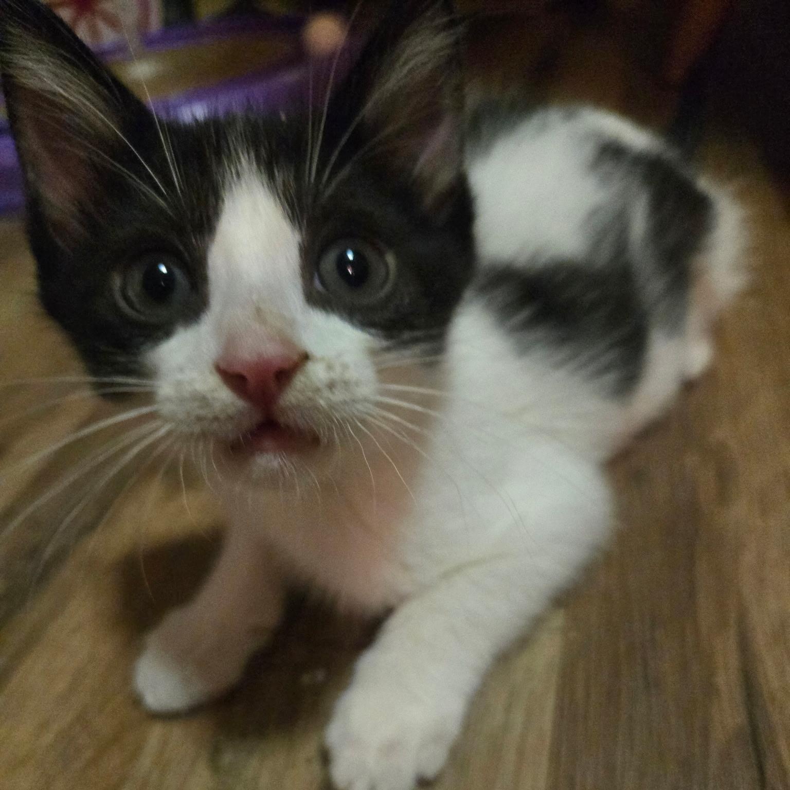 Enlarge Fern, a Adoptable Domestic Short Hair in Tampa, FL image 3/4