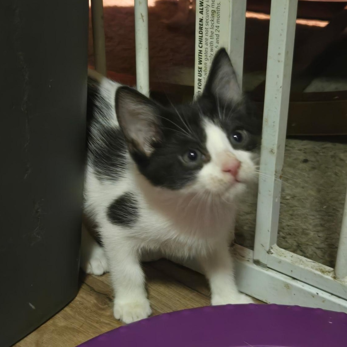 Enlarge Fern, a Adoptable Domestic Short Hair in Tampa, FL image 4/4