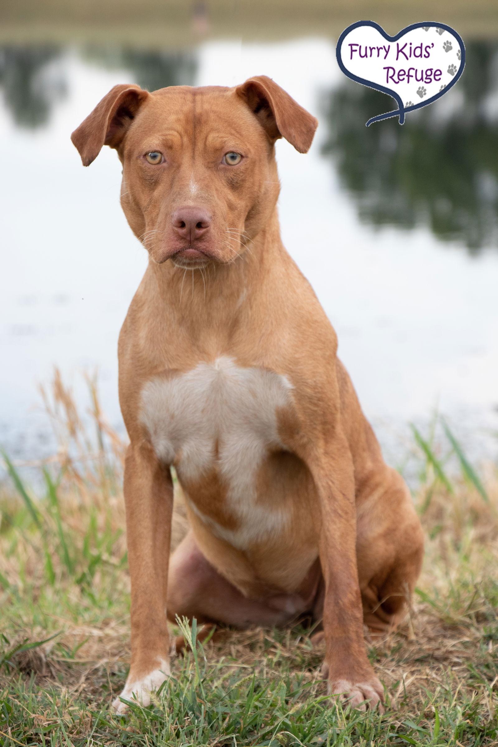 Sweet Pea, Adoptable, Young Female Pit Bull Terrier & Australian Shepherd.