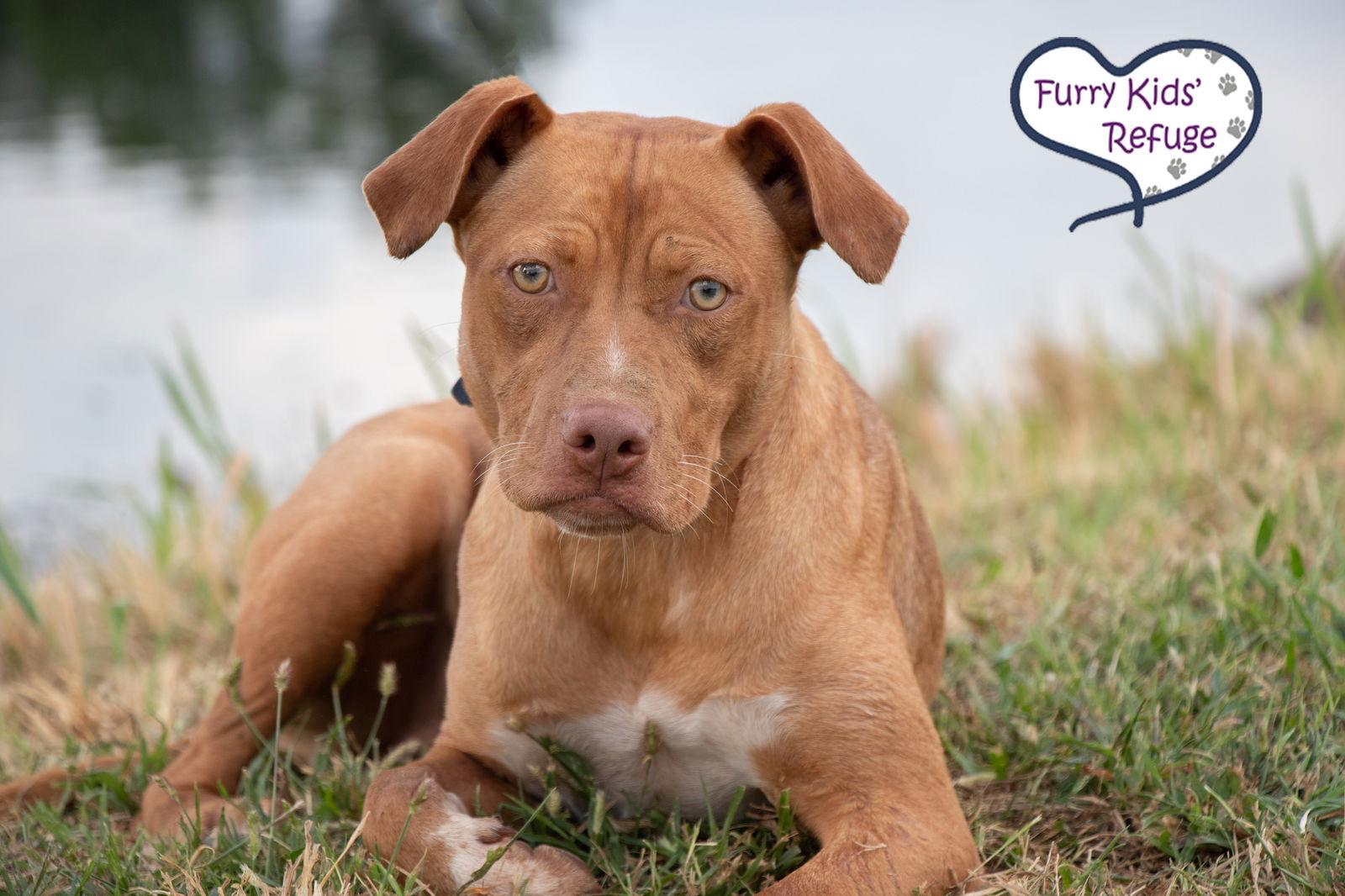 Enlarge Sweet Pea, a Adoptable mixed breed in Lee's Summit, MO image 2/3