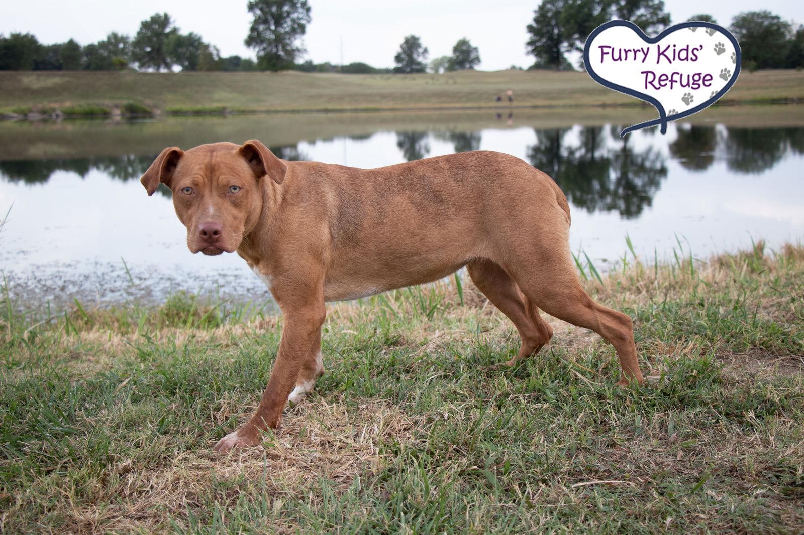 Enlarge Sweet Pea, a Adoptable mixed breed in Lee's Summit, MO image 3/3